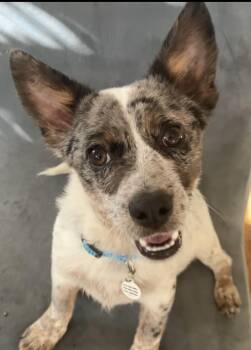 Australian Cattle Dog Blue Heeler and Corgi Dogs Available for Adoption - Laddy | PetCurious
