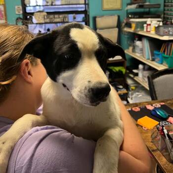 Dot -  Border Collie and Great Pyrenees Dog for Adoption in Stephenville, Texas - Dot | PetCurious