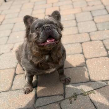 Fiona -  French Bulldog Dog for Adoption in Medford Lakes, New Jersey - Fiona | PetCurious