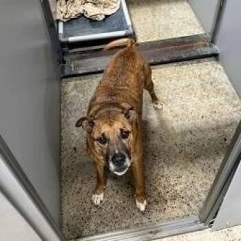 Randall -  Mixed Breed Dog for Adoption in Ashtabula, Ohio - Randall | PetCurious