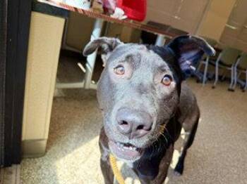 ANDREW JACKSON -  American Staffordshire Terrier Dog for Adoption in Clyde, North Carolina - ANDREW JACKSON | PetCurious