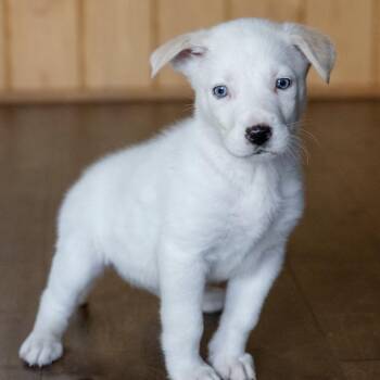 Casey -  Anatolian Shepherd and Australian Cattle Dog Blue Heeler Dog for Adoption in Pflugerville, Texas - Casey | PetCurious
