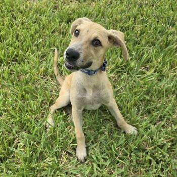 Rescue Carolina Dog and Whippet Dogs for Adoption in Griswold, Connecticut - Maximus | PetCurious