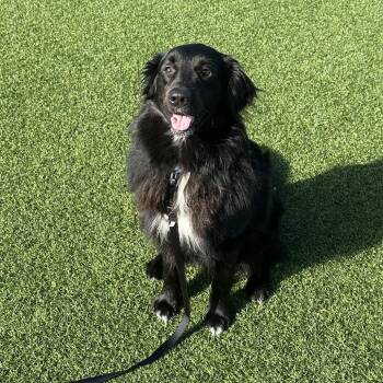 Mixed Breed Dogs Available for Adoption in Pittsburgh, Pennsylvania - Apollo | PetCurious