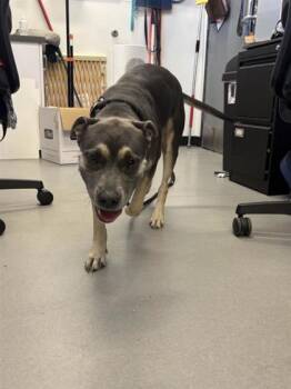 Rayla -  Mixed Breed Dog for Adoption in West Chester, Pennsylvania - Rayla | PetCurious