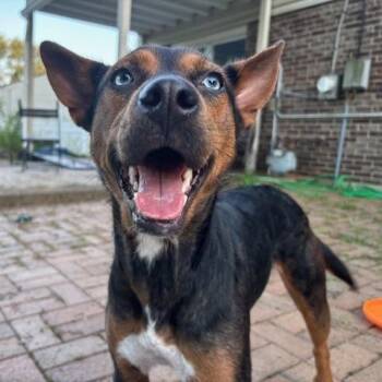 Oakley -  Shepherd and Mixed Breed Dog for Adoption in Dayton, Ohio - Oakley | PetCurious