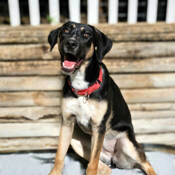 Rescue German Shepherd Dog and Coonhound Dogs for Adoption in Chicago, Illinois - Sable | PetCurious