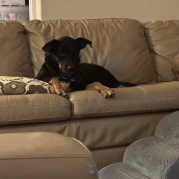 Aureana -  Doberman Pinscher Dog for Adoption in Dallas, Texas - Aureana | PetCurious