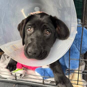 Black Labrador Retriever and German Shepherd Dog Dogs Available for Adoption in Coos Bay, Oregon - Jayda | PetCurious