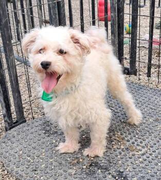 Chia -  Poodle Dog for Adoption in Mukwonago, Wisconsin - Chia | PetCurious
