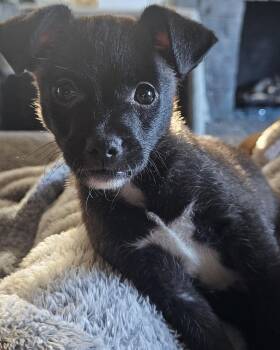 Kip -  Chihuahua and Terrier Dog for Adoption in Corona, California - Kip | PetCurious