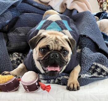 Pug Dogs Available for Adoption - Simply Sweet Scarlet ~ Petite Pug | PetCurious