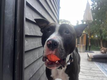 Rescue Pit Bull Terrier Dogs for Adoption in Appleton, Wisconsin - Winnie | PetCurious