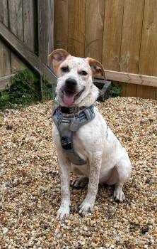 Rescue Australian Cattle Dog Blue Heeler Dogs for Adoption in Ellicott City, Maryland - Basil | PetCurious