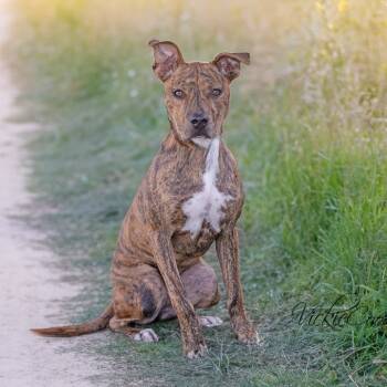 Rescue Pit Bull Terrier Dogs for Adoption in Abilene, Texas - Blaze | PetCurious