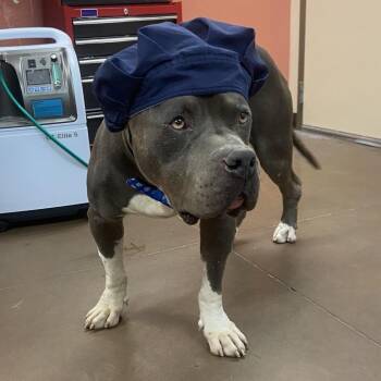 Carl -  Pit Bull Terrier Dog for Adoption in Flagstaff, Arizona - Carl | PetCurious