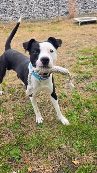 Rescue Mixed Breed Dogs for Adoption in Providence, Rhode Island - Ezra | PetCurious