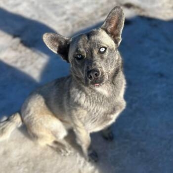 Mixed Breed Dogs Available for Adoption - Loki  | PetCurious