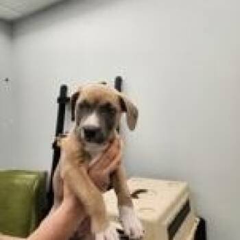 Cashmere -  Mixed Breed Dog Available for Adoption in Charleston, South Carolina - Cashmere | PetCurious