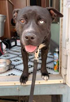 Bunco -  Pit Bull Terrier and Husky Dog for Adoption in Tulsa, Oklahoma - Bunco | PetCurious