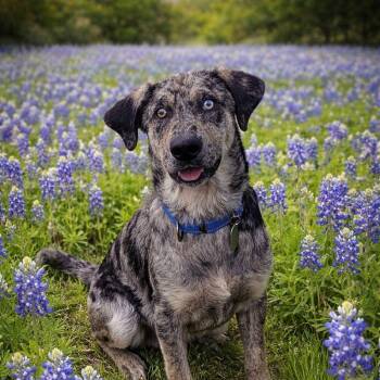 Anatolian Shepherd and Catahoula Leopard Dog Dogs Available for Adoption - Poppy | PetCurious