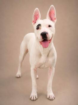 Doris -  Terrier Dog for Adoption in Ashland, Ohio - Doris | PetCurious
