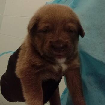 Vander 3943 -  Mixed Breed Dog for Adoption in Loxahatchee Groves, Florida - Vander 3943 | PetCurious