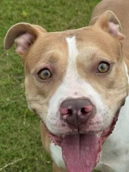GRACIE -  Pit Bull Terrier Dog for Adoption in Lynn Haven, Florida - GRACIE | PetCurious
