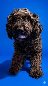 Mixed Breed Dogs Available for Adoption in Jacksonville, Florida - SOMBRA | PetCurious