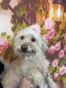 Poodle Dogs Available for Adoption in San Bernardino, California - ALICE | PetCurious