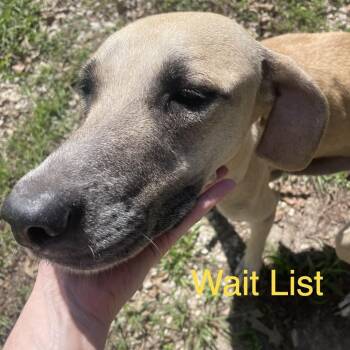 Roothie -  Mixed Breed Dog for Adoption in Livingston, Texas - Roothie | PetCurious