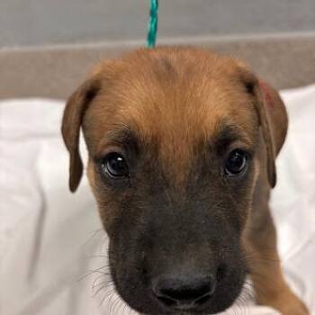 AKARI -  German Shepherd Dog and Mixed Breed Dog for Adoption in Las Vegas, Nevada - AKARI | PetCurious