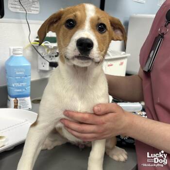 Golden Retriever and Shepherd Dogs Available for Adoption - New Jess | PetCurious