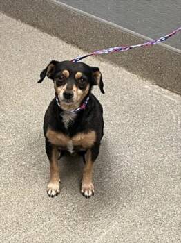 FREDDY -  Chihuahua and Dachshund Dog for Adoption in Las Vegas, Nevada - FREDDY | PetCurious