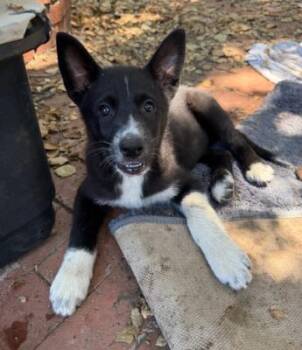 Winnie -  Husky and Border Collie Dog for Adoption in Santa Paula, California - Winnie | PetCurious