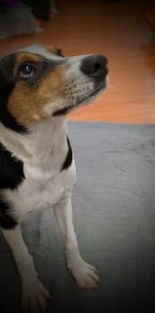 Waffles -  Mixed Breed Dog for Adoption in Mauston, Wisconsin - Waffles | PetCurious