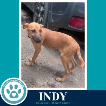 Indy (I-Team) 062726 -  Shepherd and Mixed Breed Dog for Adoption in Kimberton, Pennsylvania - Indy (I-Team) 062726 | PetCurious