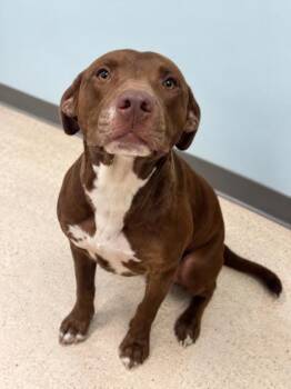 Lainey -  Terrier Dog for Adoption in Gulfport, Mississippi - Lainey | PetCurious