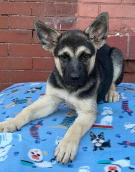 Jep -  Mixed Breed Dog for Adoption in Groveland, Massachusetts - Jep | PetCurious