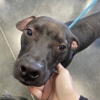 Mixed Breed Dogs Available for Adoption - Opal | PetCurious