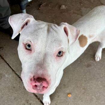 Dash -  Mixed Breed Dog for Adoption in Marion, Illinois - Dash | PetCurious