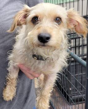 Dinky -  Yorkshire Terrier and Dachshund Dog for Adoption in Lisbon, Ohio - Dinky | PetCurious