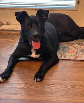 Labrador Retriever and Shepherd Dogs Available for Adoption - Maylee | PetCurious