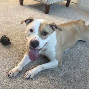 Rescue Mixed Breed Dogs for Adoption in Verona, New Jersey - Latto | PetCurious