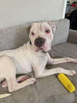Shar Pei Dogs Available for Adoption in Cleveland, Ohio - Barnaby | PetCurious