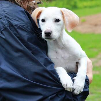Labrador Retriever and Mixed Breed Dogs Available for Adoption in Eastford, Connecticut - CT Lilo | PetCurious
