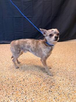 Chihuahua and Dachshund Dogs Available for Adoption - FIRULAI | PetCurious