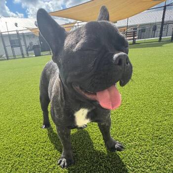 Batman 9783 -  French Bulldog Dog for Adoption in Loxahatchee Groves, Florida - Batman 9783 | PetCurious