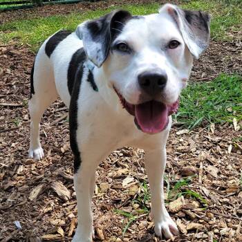 Rescue Mixed Breed Dogs for Adoption in Michigan City, Indiana - Passion Fruit | PetCurious