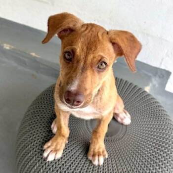 Terrier and Labrador Retriever Dogs Available for Adoption in Isabela, Isabela - Uno | PetCurious